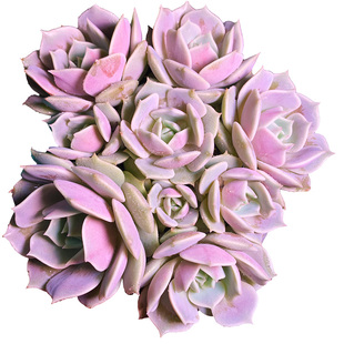 无砍老桩多肉植物露娜莲一物一拍室内阳台窗台易爆仔好养花卉盆栽