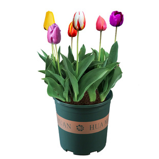 进口郁金香5颗大种球四季种植开花阳台耐寒土水培盆栽风信子花卉