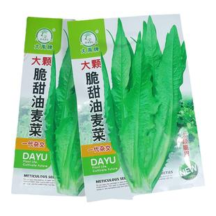油麦菜种子四季青菜种籽大全阳台菜籽盆栽籽种春蔬菜孑菜种农家
