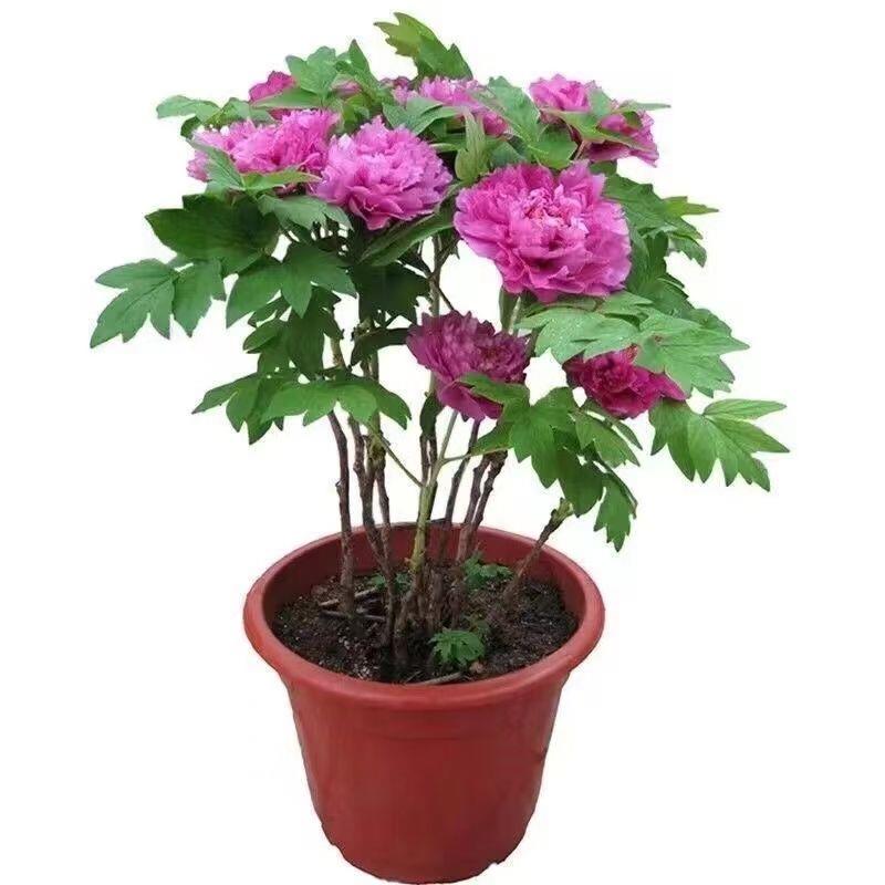 四季牡丹花苗当年开花室内外庭院多年生花卉植物盆栽四季开花不断