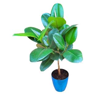 绿色橡皮树老桩绿金刚室内大叶绿植盆栽净化空气四季常绿龙诚花盛