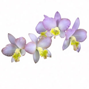 番茄雅韵堂Rlc. Chief Treat 晚宴中矮勤花卡特兰花洋兰开花机器