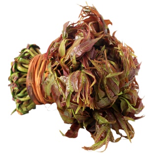 红油香椿树苗种子食用香春种籽阳台盆栽蔬菜孑四季芽苗秧苗树籽苗