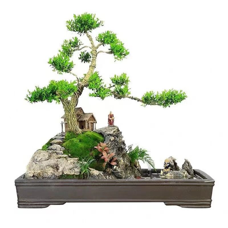 广东雀舌皱皮小叶黄杨苗