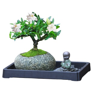 栀子花盆栽四季办公室开花室内外热小盆栽绿植含盆造型好花卉绿植