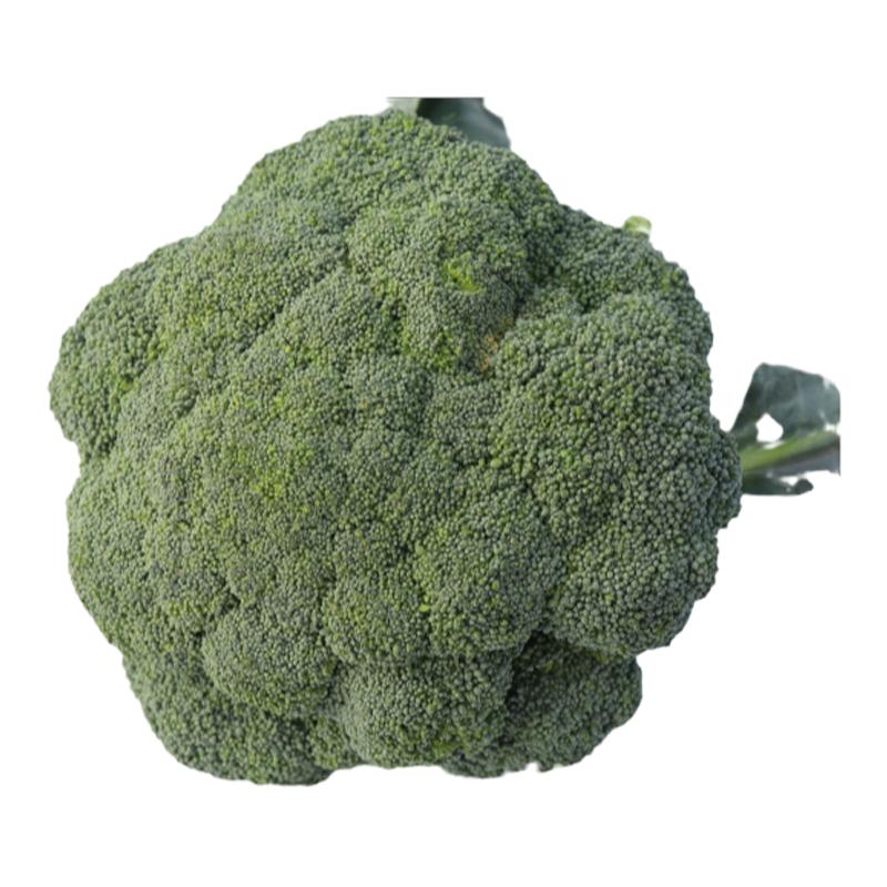 优秀炎秀绿花菜种籽西蓝花