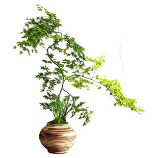 黄金流泉枫盆栽树苗小苗大型绿植柳泉枫造型盆景植物室内客厅好养