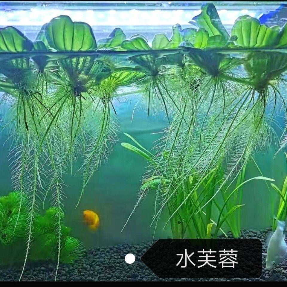 水芙蓉水葫芦水培植物鱼缸水草池塘鱼缸造景养殖净化水质养鱼水草