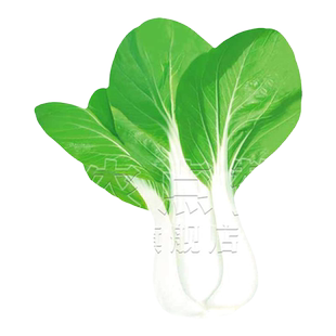 [大田种植]四季奶油白菜种子白杆白梗小白菜种子矮脚蔬菜青菜种籽