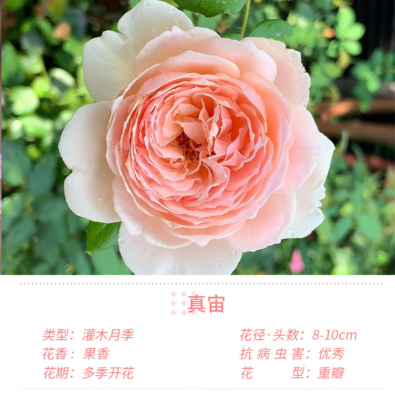 真宙月季大苗爬藤月季特大花四季开花阳台庭院盆栽花苗