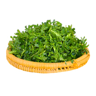 头茬苜蓿芽新鲜食用野菜草头嫩芽露天金花菜当季现挖蔬菜苜蓿菜