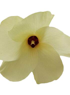 菜芙蓉种子 野芙蓉 芙蓉花 野菜种子 金花葵种子 吃花吃叶