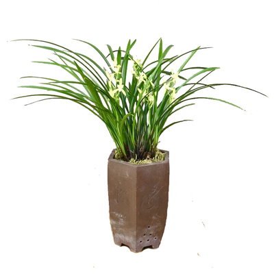 素心花叶片金嘴兰花吧建兰四季兰