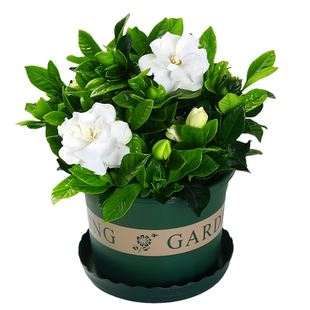 栀子花盆栽四季开带花苞枝枝花树苗老桩花卉绿植室内水培植物好养