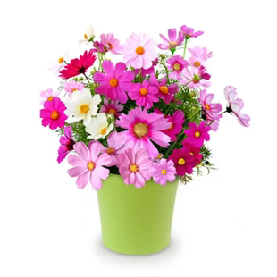 野花组合花种子花种籽子大全四季播种开花室外格桑花种太阳花种孑