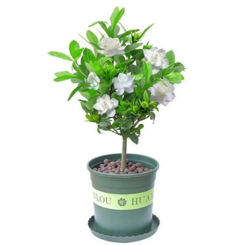 栀子花树苗大叶重瓣阳台盆栽浓香