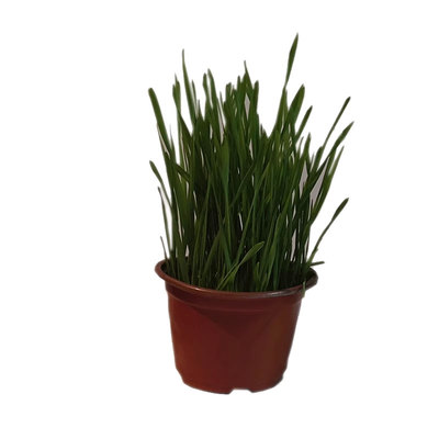 猫草盆栽已长好化毛球小麦自种