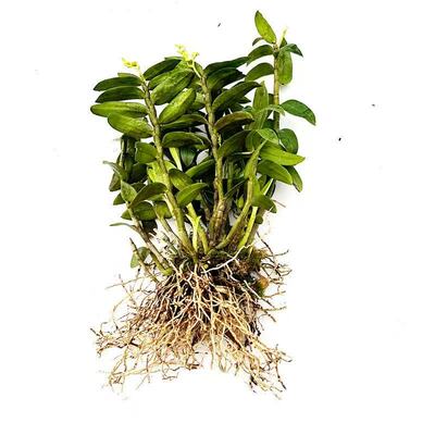 雁荡山红杆铁皮石斛苗可食用盆栽