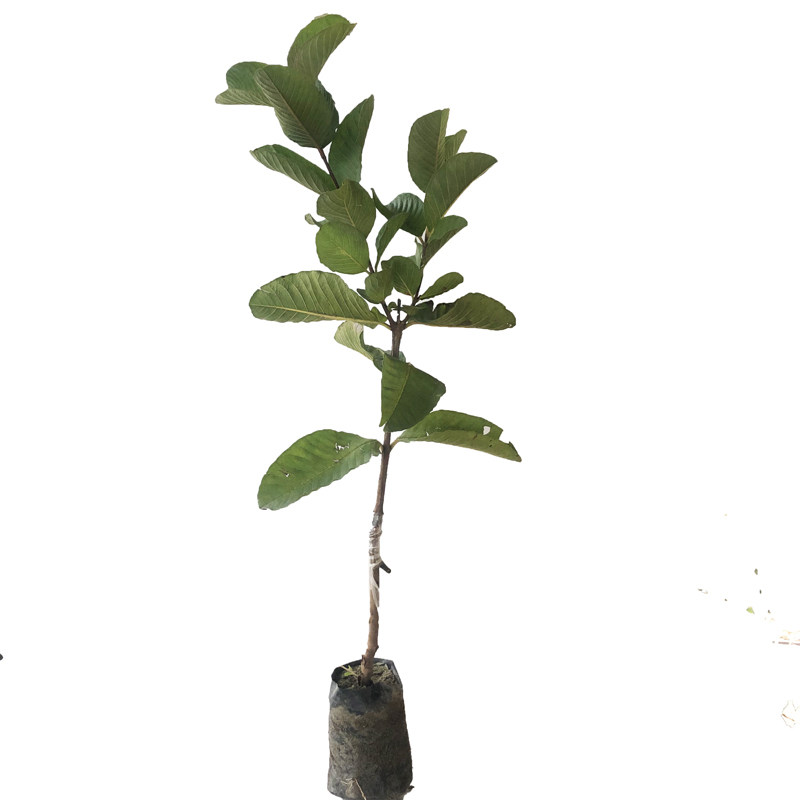 带土嫁接珍珠番石榴苗