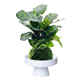 孔雀竹芋盆栽苔藓球水培植物办公室桌面阳台治愈高颜绿植新手好养