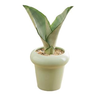 白玉虎皮兰盆景绿植盆栽净化空气办公室内摆件四季好养懒人植物