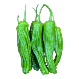 薄皮辣椒青椒新鲜蔬菜农家自种现摘精品5斤装批发绿色无添加包邮