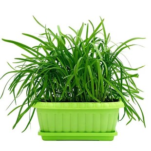 现挖新韭菜根苗香韭菜小叶本土韭菜根老土品种紫红根细叶阳台地栽