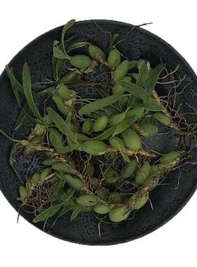 石橄榄新鲜广西双叶仙桃炖汤补品