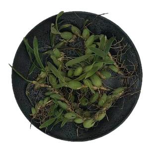 现发石橄榄新鲜广西石橄榄双叶石仙桃炖汤补品中小号福建石橄榄