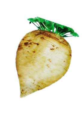春季庭院保护地种植寿光蔬菜