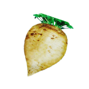 寿光蔬菜秋季甜菜种子春季糖菜种子庭院小菜园保护地种植甜菜头籽