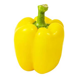 蔬菜彩色黄色甜椒苗子秧苗辣椒阳台秧苗四季菜椒灯笼椒秧苗苗子