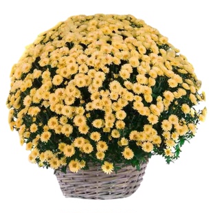 小雏菊花种子室内花种四季播种室外白晶菊种子花卉阳台易活花籽种