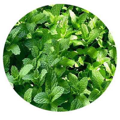 猫薄荷种子可食用籽香水柠