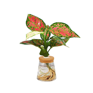 水培植物办公室内桌面花卉绿植盆栽绿萝金钻发财树文竹四季好养活