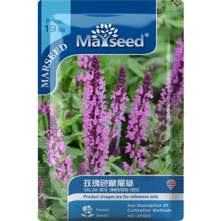 【新品推荐】新篇章鼠尾草种子庭院蓝花易活春秋景观盆栽花种籽子