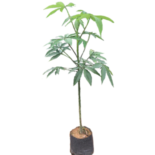 美丽木棉花树苗观赏树种行道树木棉树庭院小区绿化秋冬季开花植物