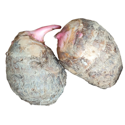 原产广西小芋头高山红芽芋