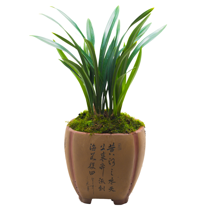 兰花兰草企黑墨兰带花苞浓香花卉盆栽易活兰草花兰花苗客厅净化