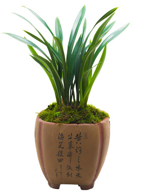 兰花兰草企黑墨兰浓香花卉盆栽