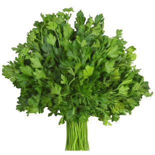 老香菜种子大全农家蔬菜种孑苗夏秋季青菜种籽四季香菜籽食用易种