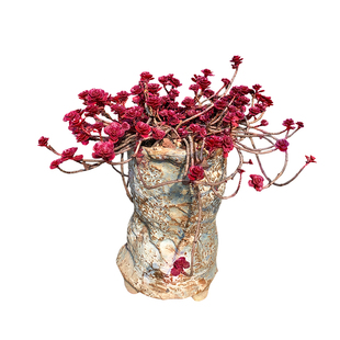 圆叶小球玫瑰一物一拍群生多肉植物盆栽老桩护盆草向阳派花卉园艺