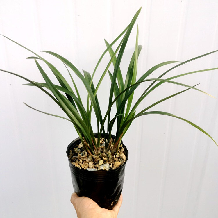 兰花苗建兰 宜宾荷仙 阳台庭院绿植四m季兰川兰佳品发芽率高皮u.