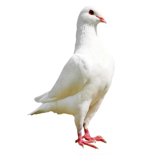 杨博士鸽子肉生鲜农家散养土鸽子正宗新鲜现杀乳鸽孕妇营养鸽子