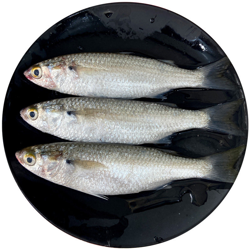 青炫鱼海鱼新鲜冷冻海捕潮汕海鲜水产白炫鱼500g青玄鱼打冷鱼斋鱼