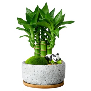 富贵竹小绿植室内盆栽招财办公室桌面绿植花卉文昌竹节节高发财树