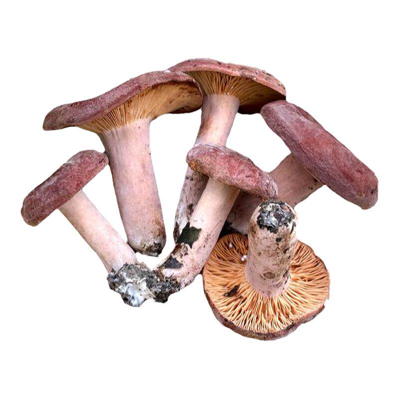 奶浆菌新鲜野生蘑菇松树菌乌枞菌