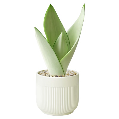 白玉虎皮兰室内办公室工位桌面绿植好养虎尾兰小盆栽植物净化空气
