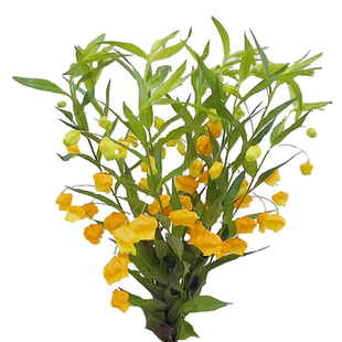 宫灯百合鲜花灯笼花高端花材水养家用办束低价直批北京同城可闪送