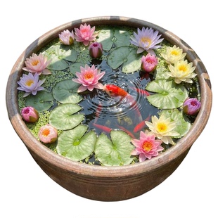 睡莲水培植物四季水养花卉水池塘莲花根块盆栽碗莲荷花藕种带花苞